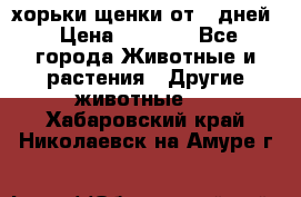 хорьки щенки от 35дней › Цена ­ 4 000 - Все города Животные и растения » Другие животные   . Хабаровский край,Николаевск-на-Амуре г.